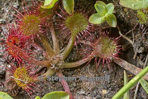 drosera rotundifolia 6 graphic